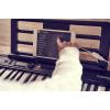 imageCasio Casiotone CTS300  Portable Keyboard  TouchSensitive  400 Tones 77 Rhythms ampamp Pitch Bend  Ideal for Music Creation Anytime AnywhereKeyboard Only